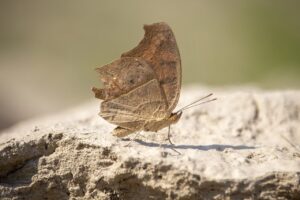 most liberal small towns in texas