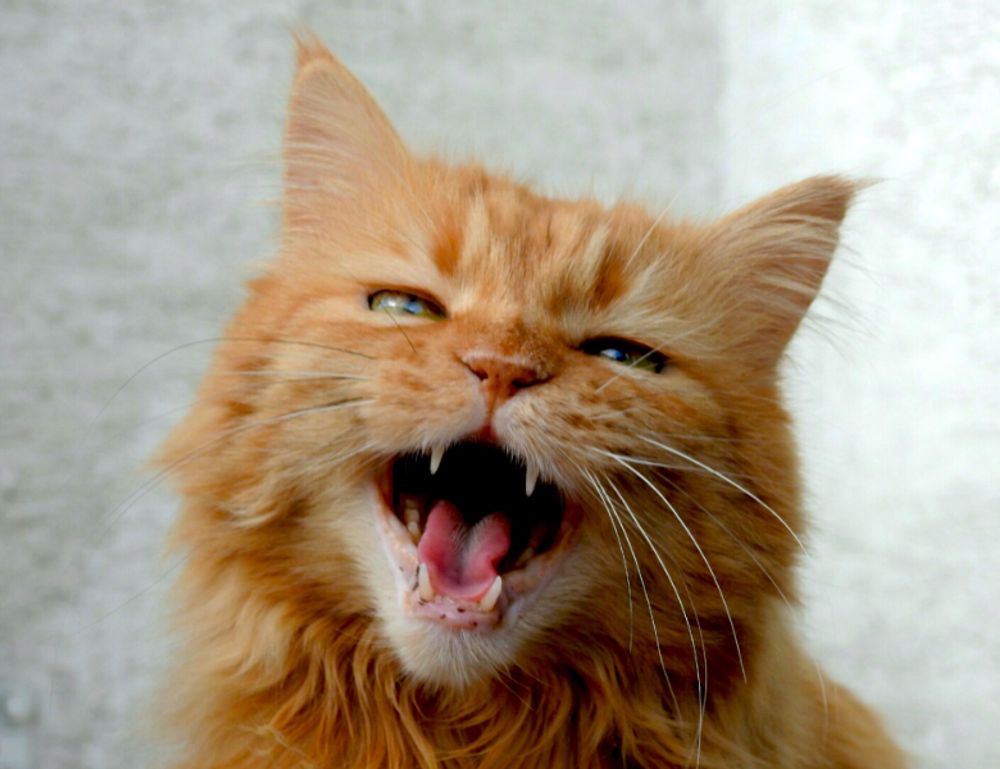 is popguroll popular now