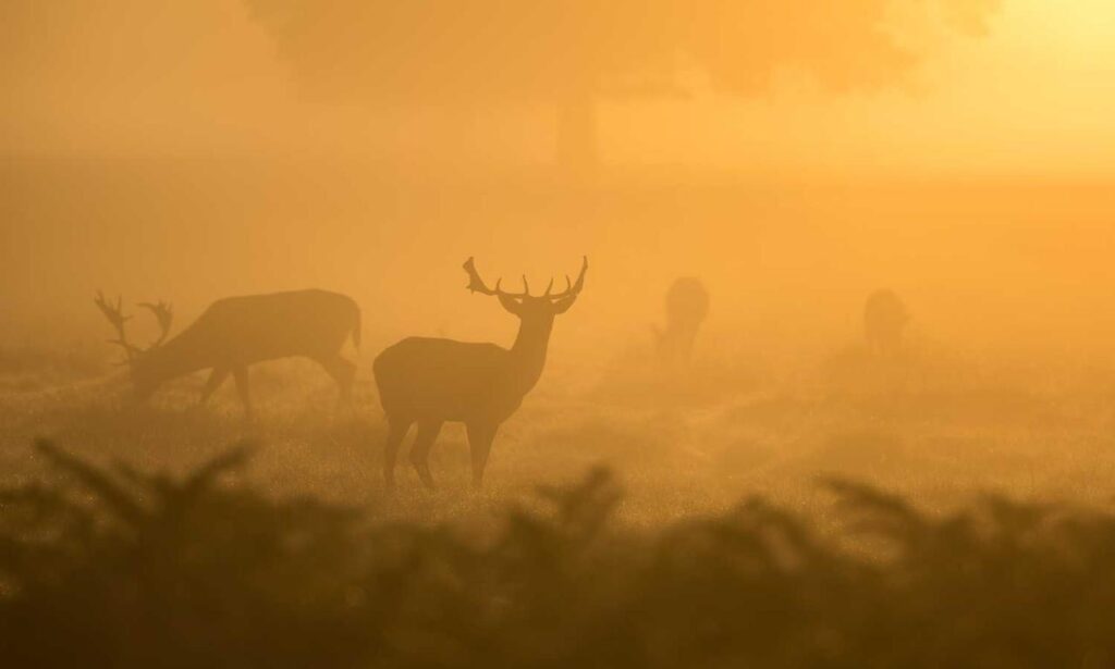 lwspeakstyle lwspeakstyle