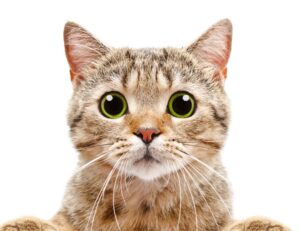 lwspeakstyle fashion guide by letwomenspeak