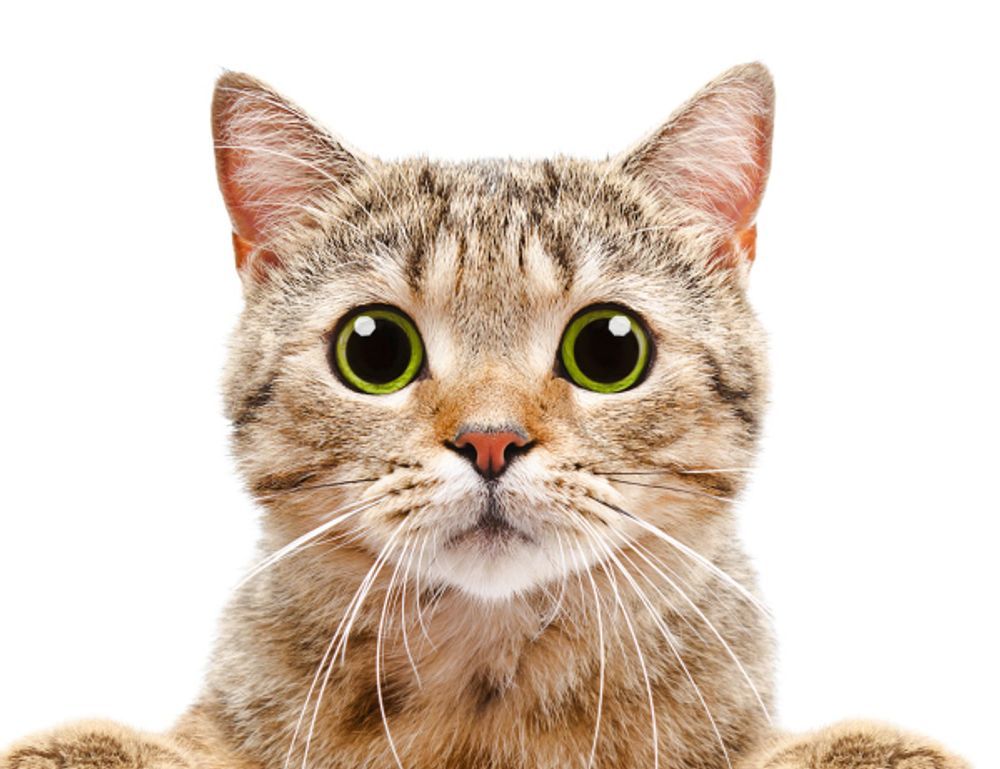 lwspeakstyle fashion guide by letwomenspeak lwspeakstyle fashion guide by letwomenspeak