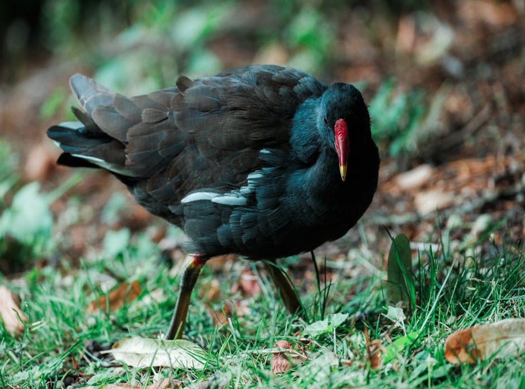 Poikien Hiusmallit 2024 Styling Tips and Maintenance